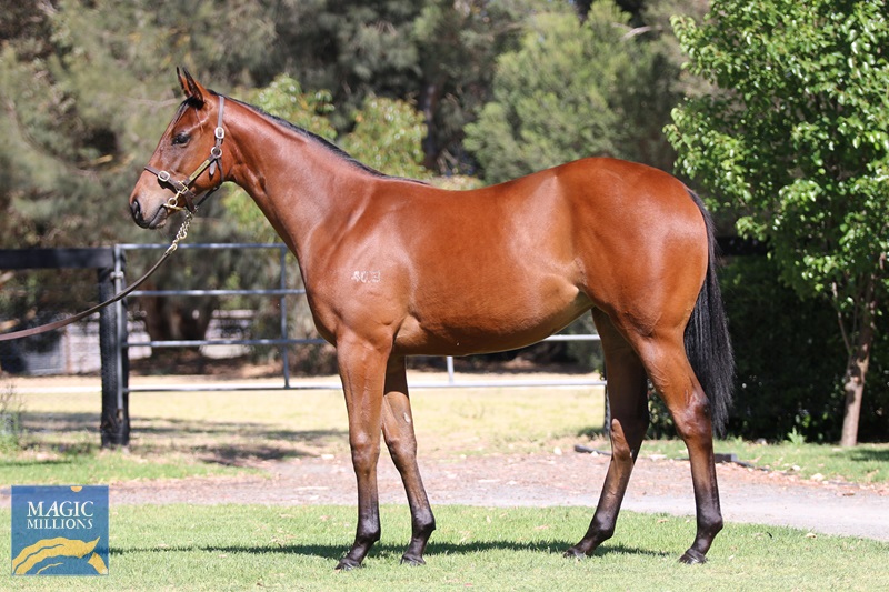 2020 Gold Coast Yearling Sale Lot 400 I Am Invincible AUS In Style NZ 
